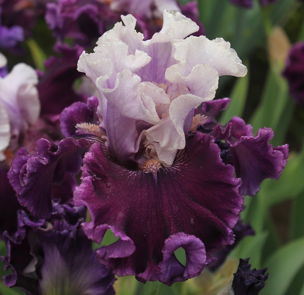 Swivel Hips MidAmerica Garden